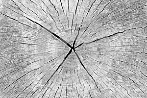 Lichenic Wood Background: Cracked Weathered Tree Cross-Section