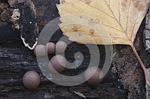 Lichenomphalia umbellifera mushroom