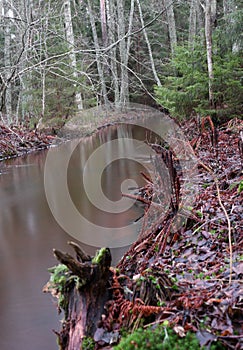 Lichenous old tree trunk by stream