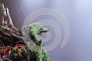 Lichenous old tree trunk by stream photo