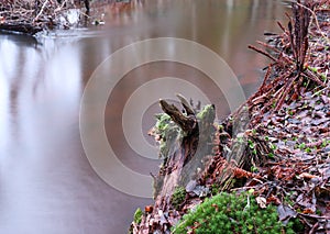 Lichenous old tree trunk by stream photo