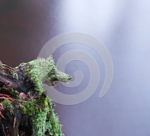 Lichenous old tree trunk by stream photo