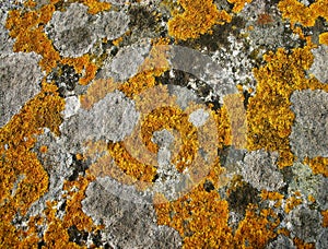 Lichens