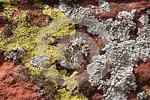 Lichens