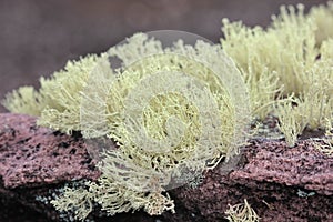 Lichens