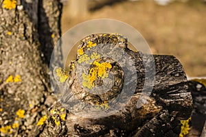 Lichens on the bark of branches apple tree