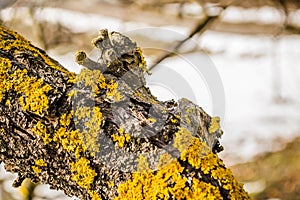 Lichens on the bark of branches apple tree