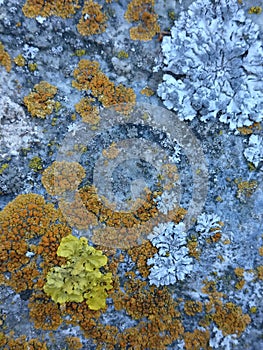 Lichens on bolder