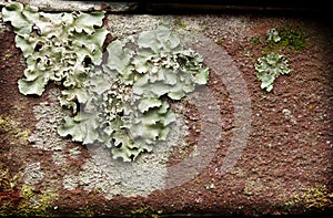 Lichens on Brick