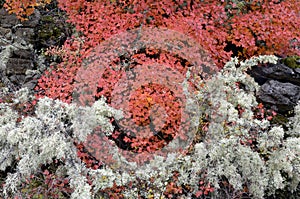 Lichens covering a maple in autumn photo