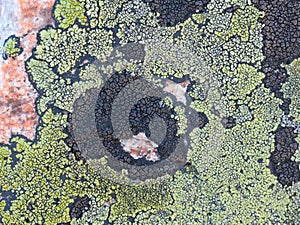 Lichens of green and black color on the stone,the granite.Texture.