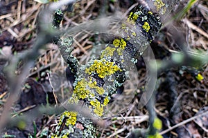 Lichens, green fungi and blue algae, as growths on the bark of trees and logs from high humidity in the spring