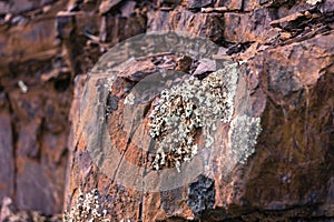 Lichens growing on Jurassic rock in Mt Diablo State Park