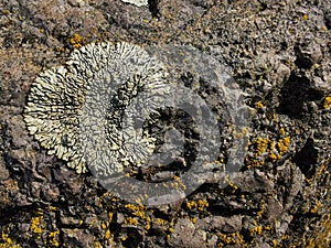 Lichens growing on a rock