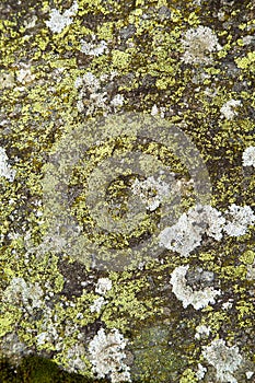 Lichens growing on a stone