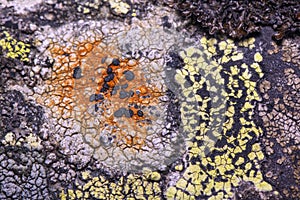 Lichens Lecidea lithophila and Rhizocarpon geographicum.