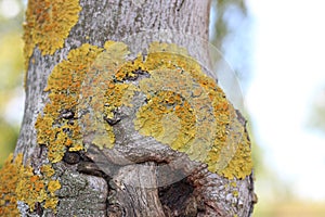 Lichens on maple tree bark