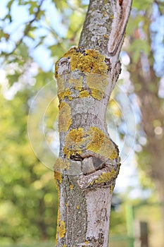 Lichens on maple tree trunk