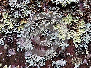 lichens on metal