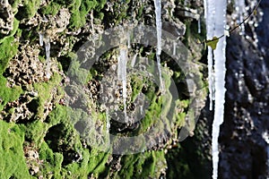 Lichens between Mosses and Icicles