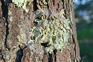 Lichens and mosses on the pine tree