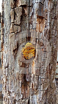 Lichens are the oldest form of life. photo