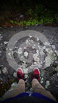 Lichens on a Rock