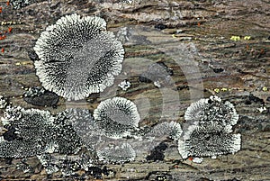 Lichens on rock