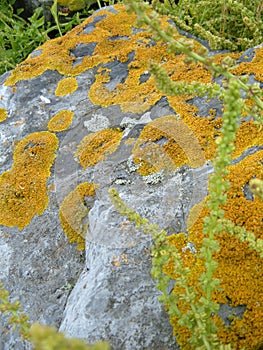 Lichens on Rock