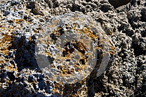 Lichens on a rock