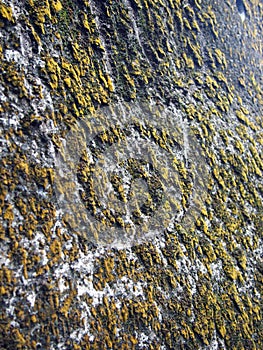 Lichens on Rock