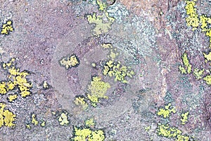 Lichens on rocks of intrusive Lombard verrucano rock