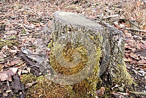 Lichens in Schmidt Woods