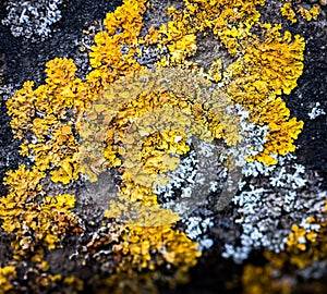 Lichens on stone