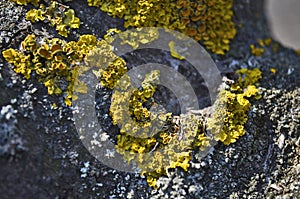 A closeup of a tree lichen enlarged in a beautiful yellow green color. photo