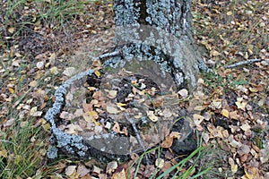 Lichens on a tree in autumn