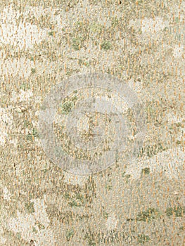 Lichens on tree bark