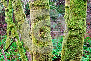 Lichens on tree barks photo