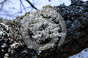Lichens on tree branches in a valley near the ancient volcano Karadag