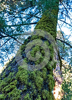 Lichens on a tree trunk Giant Sequoia trees (Sequoiadendron giganteum) in Sequoia National Park, California, USA photo
