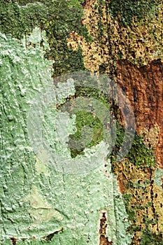 Lichens on tree trunk