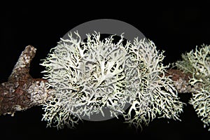 Lichens Usnea longissima