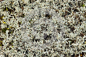 lichens on which it feeds reindeer
