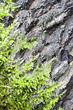 Lichens on wood beautiful close up surface colorful abstract macro background fine art in high quality prints products