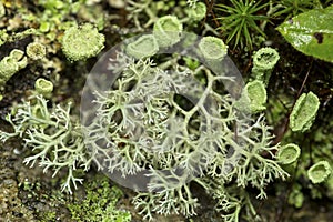 Lichens in the woods of Newbury, New Hampshire photo