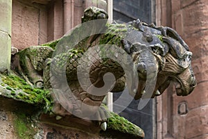 Lichfield Cathedral Gargoyle with Moss and Cobwebs