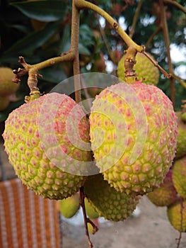 lichi