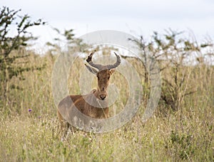 Lichtenstein's Hartebeest in the African savanna photo