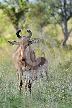 Lichtenstein's hartebeest (Alcelaphus lichtensteinii)