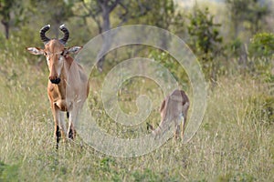 Lichtenstein's hartebeest (Alcelaphus lichtensteinii)